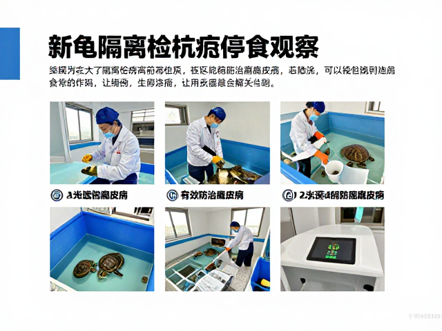 新龟隔离检疫停食观察，有效防治腐皮病的关键步骤
