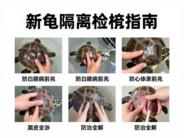 新龟隔离检疫指南,防白眼病前兆与腐皮病防治全解