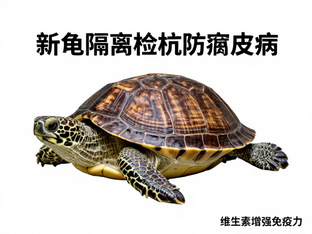 新龟隔离检疫防腐皮病，补充维生素增强免疫力