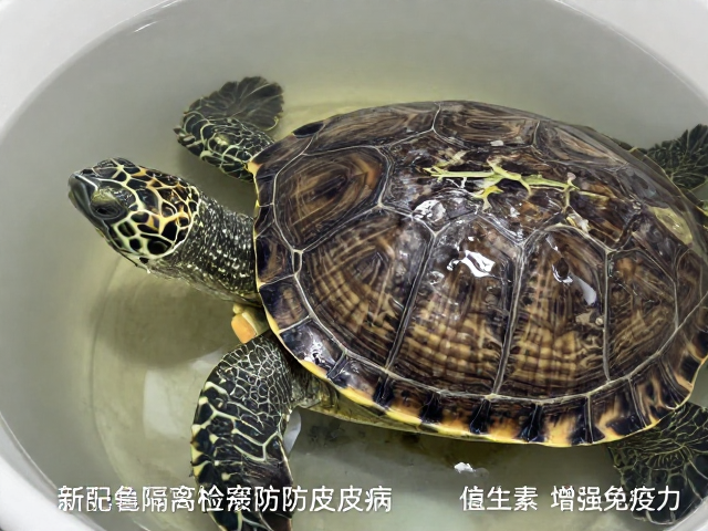 新龟隔离检疫防腐皮病，补充维生素增强免疫力
