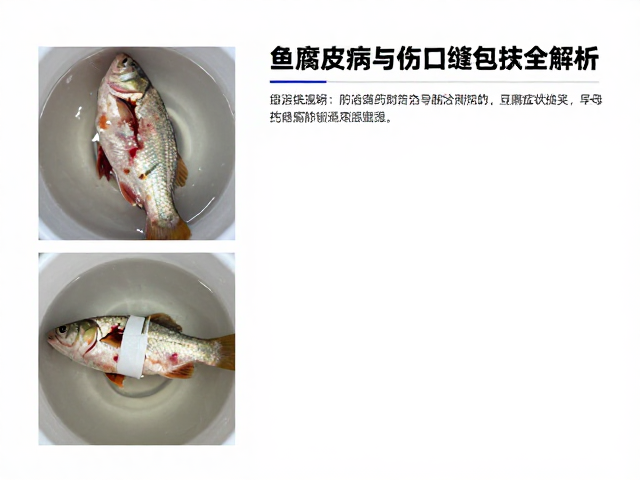 鱼腐皮病防治，药浴浸泡与伤口缝合包扎全解析