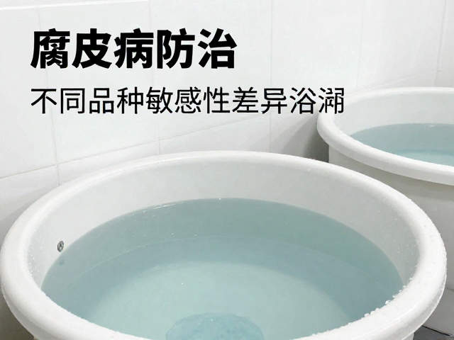 腐皮病防治,不同品种敏感性差异与药浴浸泡高效方案