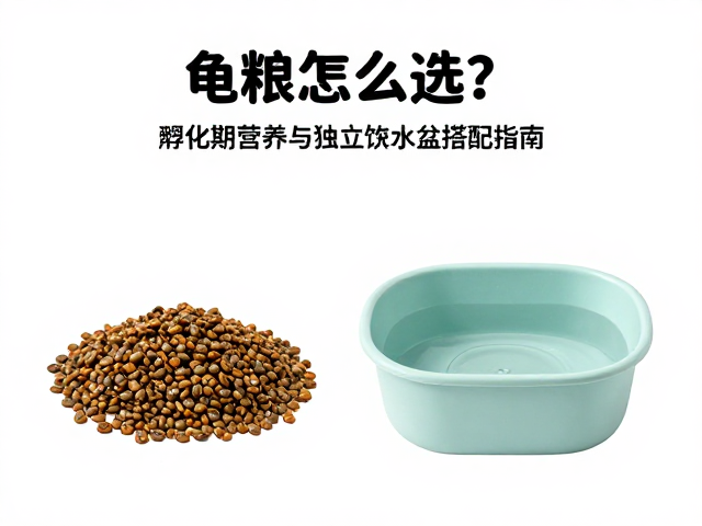 龟粮怎么选?孵化期营养与独立饮水盆搭配指南