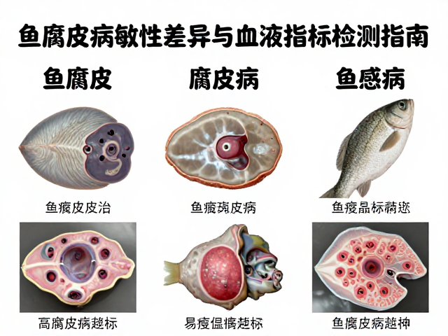 鱼腐皮病防治，不同品种敏感性差异与血液指标检测指南