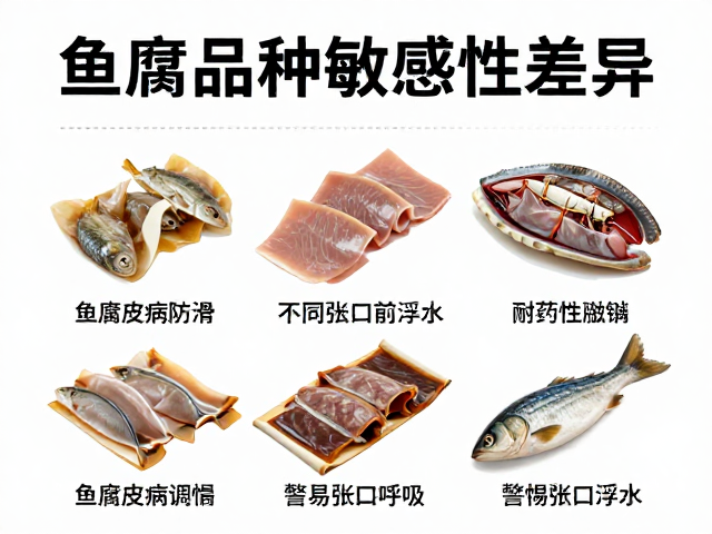 鱼腐皮病防治，不同品种敏感性差异，警惕张口呼吸浮水