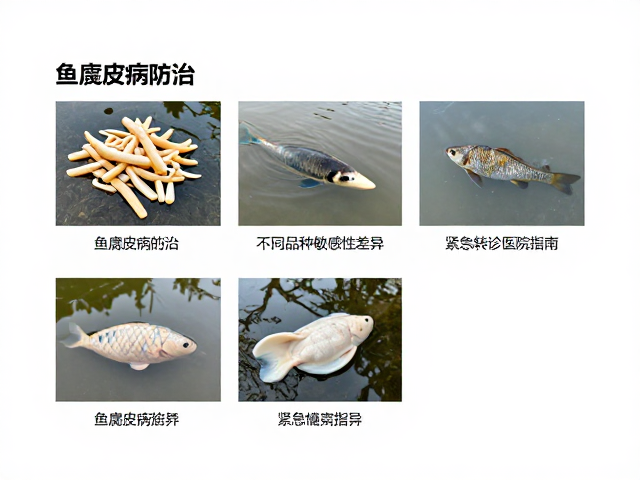 鱼腐皮病防治，不同品种敏感性差异与紧急转诊医院指南