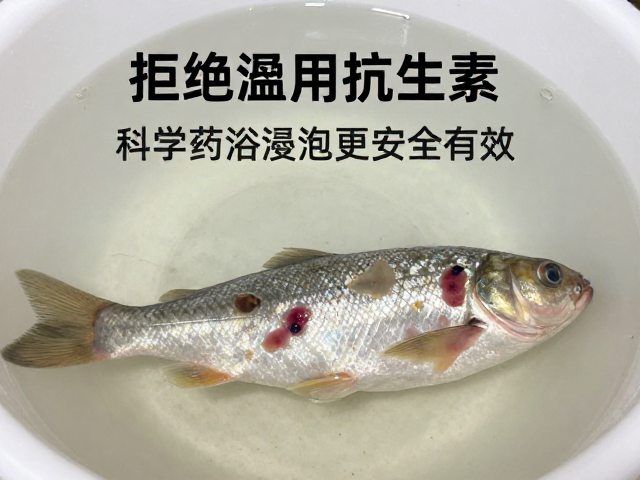 鱼腐皮病防治，拒绝滥用抗生素，科学药浴浸泡更安全有效