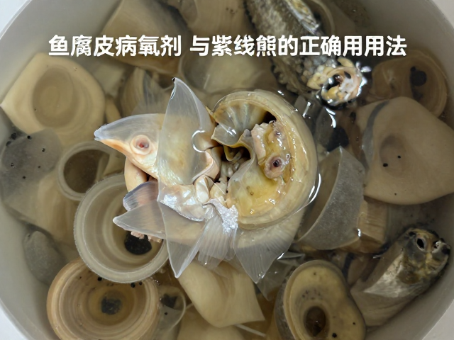 鱼腐皮病防治,除氯剂与紫外线照射的正确用法