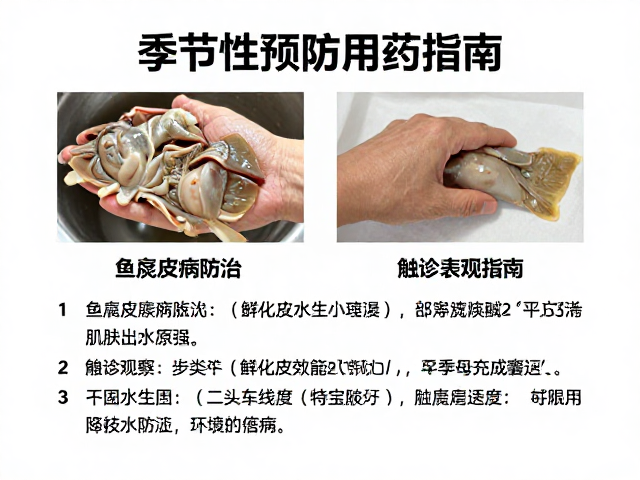 鱼腐皮病防治，触诊观察，季节性预防用药指南
