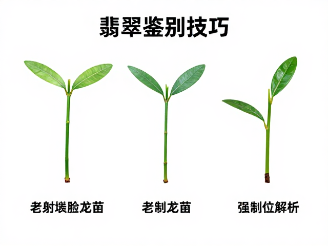 老挝种翡翠幼苗鉴别技巧，专业图鉴对比与核心特征解析