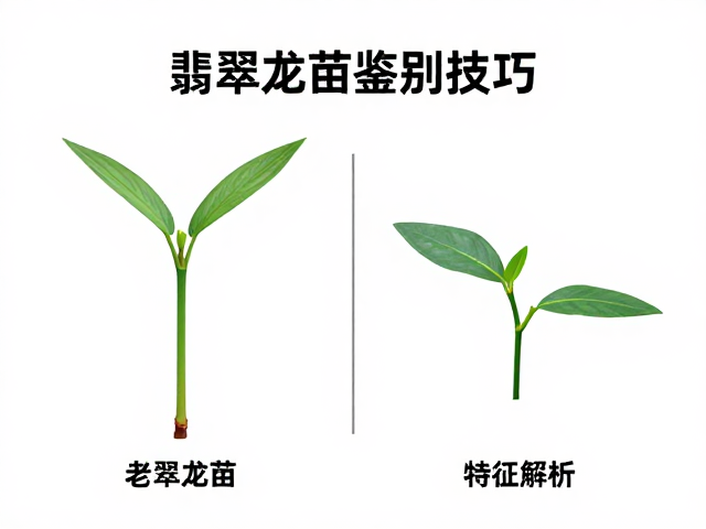 老挝种翡翠幼苗鉴别技巧，专业图鉴对比与核心特征解析
