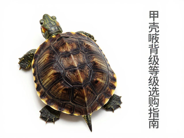 龟苗鉴别技巧，无瑕疵背甲等级与甲壳测量工具选购指南