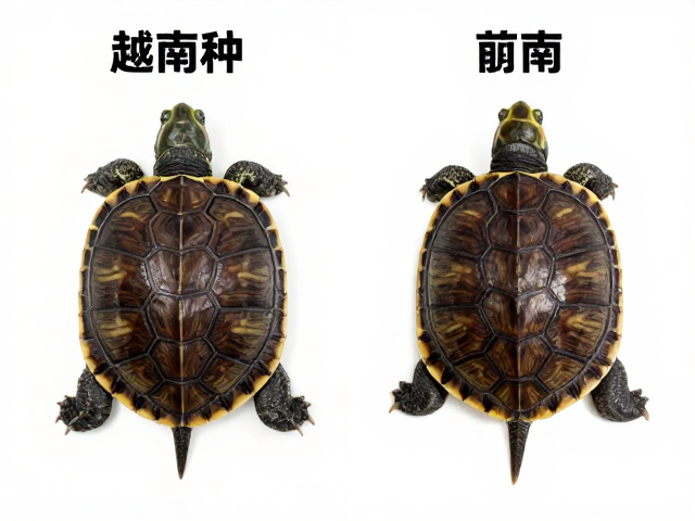 金钱龟幼苗鉴别技巧,对比越南种,揭秘宠物市场标准分类