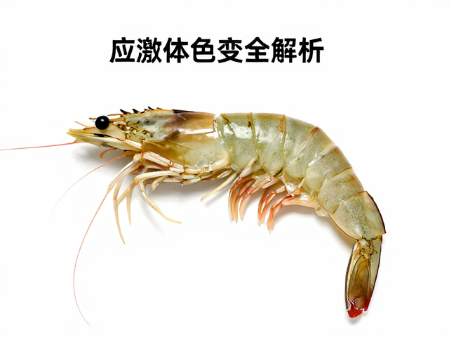 虾苗鉴别,甲壳测量工具与应激体色变化全解析