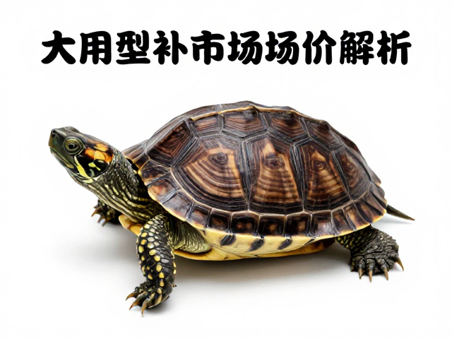龟苗鉴别避坑指南，染色修补识别与大体型成龟市场价解析
