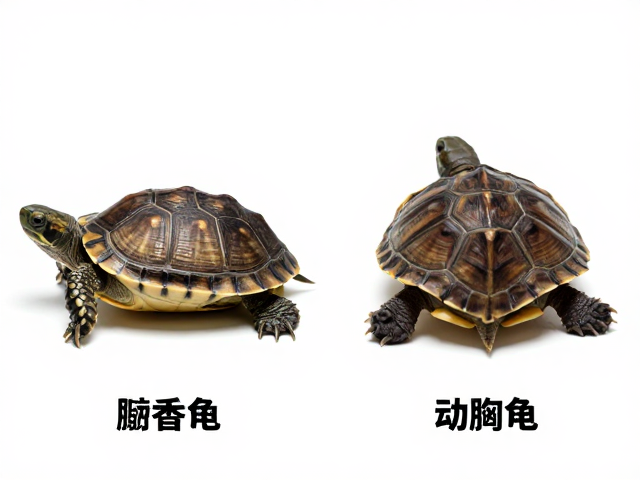 麝香龟与动胸龟区别?幼苗鉴别技巧,高清微距摄影记录