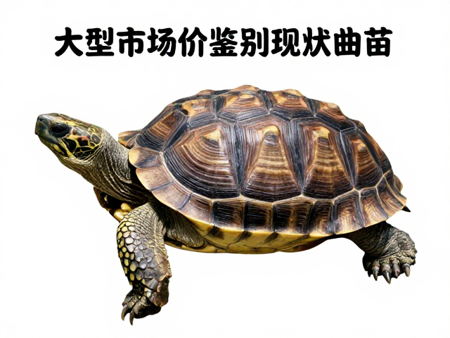 大体型成龟市场价及幼苗鉴别技巧,背甲盾片排列规则详解