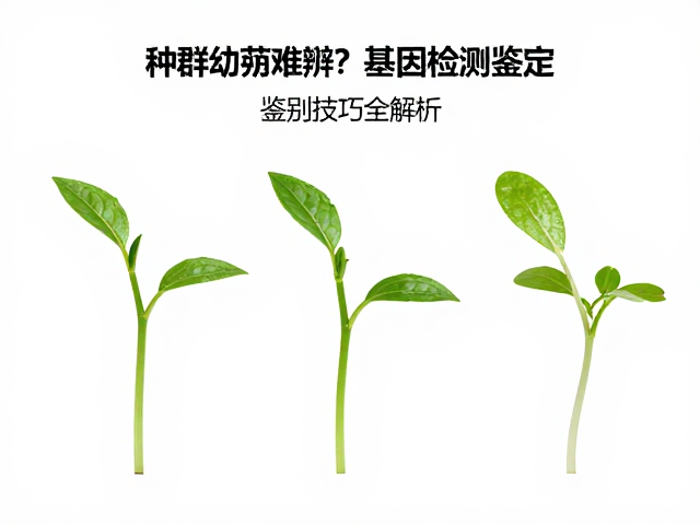 孤立种群幼苗难辨？基因检测辅助鉴定，鉴别技巧全解析