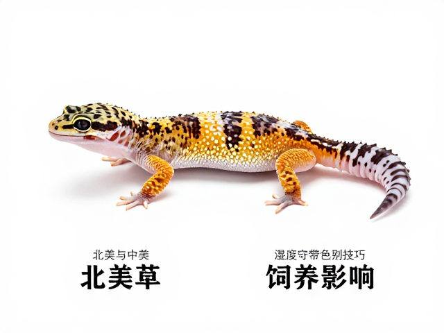 北美与中美洲豹纹守宫区别,幼苗鉴别技巧及饲养环境对色泽影响
