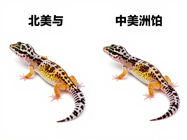 北美与中美洲豹纹守宫区别,幼苗鉴别技巧及饲养环境对色泽影响
