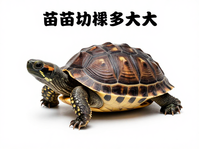 苗龟体型多大?幼苗鉴别技巧与地域性差异全解析