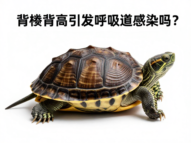 龟苗鉴别技巧，背甲棱脊高会引发呼吸道感染吗？