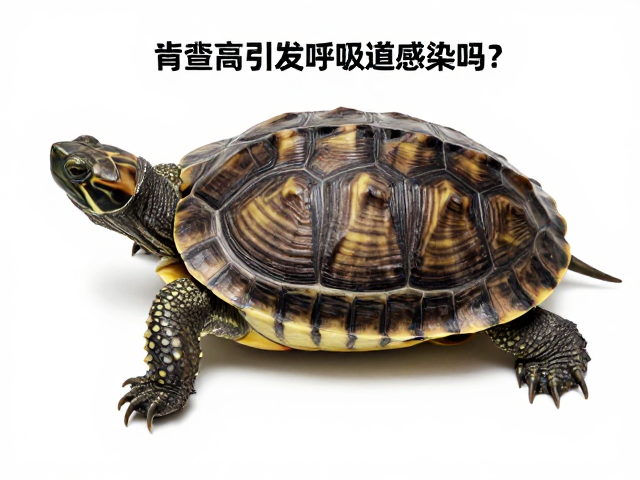 龟苗鉴别技巧,背甲棱脊高会引发呼吸道感染吗?