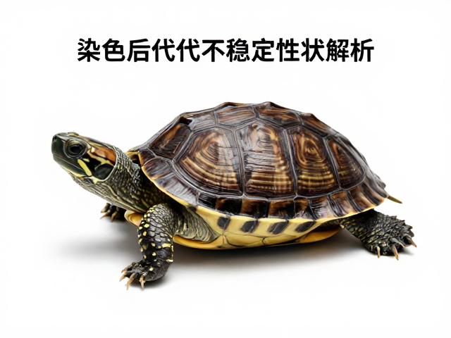 龟苗鉴别，染色修补识别与杂交后代不稳定性状解析