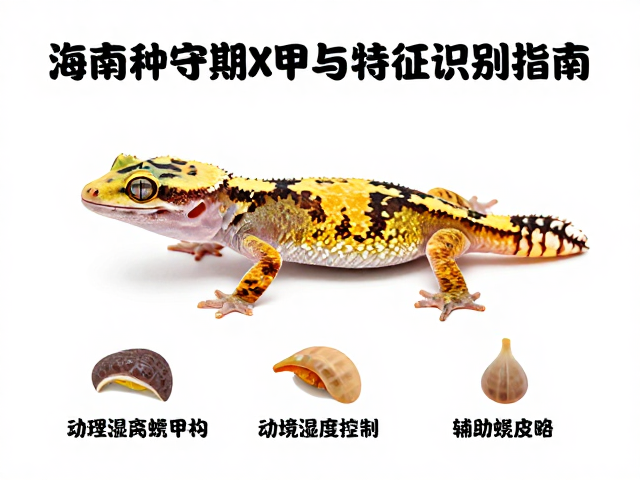 海南种守宫蜕甲期幼苗鉴别技巧与特征识别指南