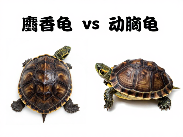 麝香龟vs动胸龟区别?幼苗鉴别技巧,腐甲与真菌感染如何区分