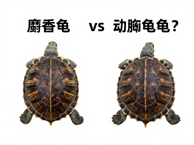 麝香龟vs动胸龟区别?幼苗鉴别技巧,腐甲与真菌感染如何区分