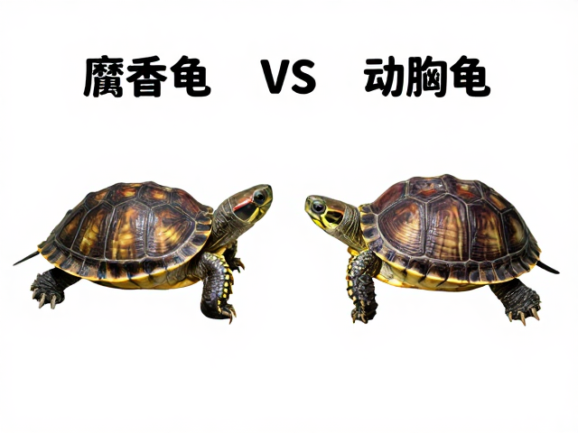 麝香龟vs动胸龟区别?幼苗鉴别技巧,腐甲与真菌感染如何区分