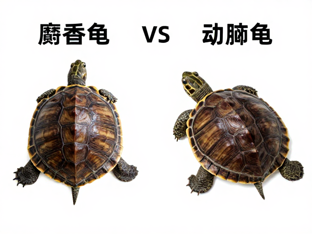 麝香龟vs动胸龟区别?幼苗鉴别技巧,腐甲与真菌感染如何区分