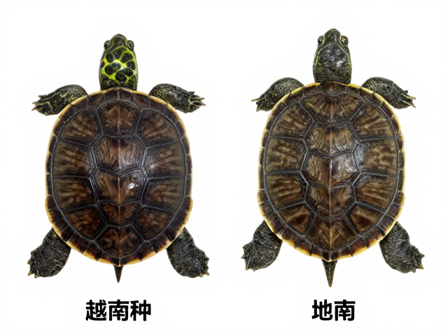 金钱龟幼苗鉴别,区分越南种与腐甲真菌感染技巧