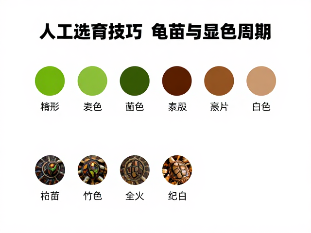 幼苗鉴别技巧,人工选育色系与专业龟类协会认证指南