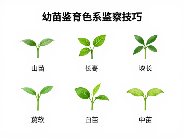 幼苗鉴别技巧,人工选育色系与专业龟类协会认证指南