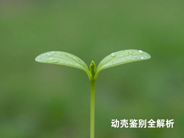 头顶金线不连？甲壳测量工具实测，幼苗鉴别技巧全解析