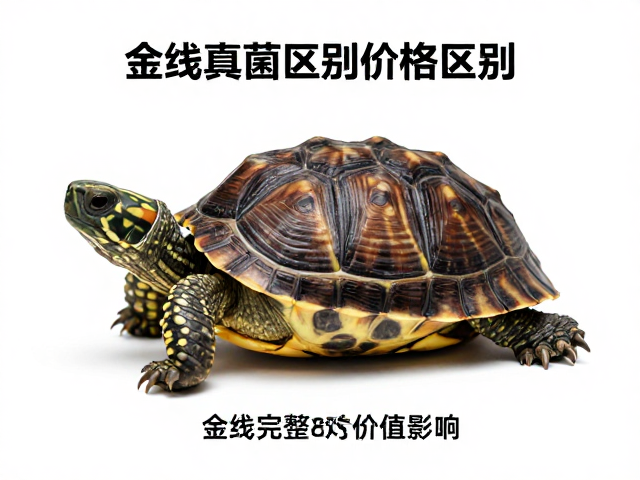 金线龟幼苗鉴别,腐甲真菌区别与金线完整度对价格的影响