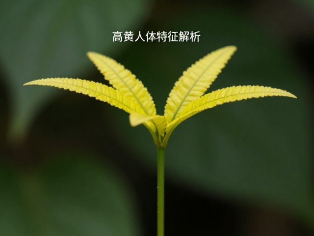 高黄个体特征解析,幼苗鉴别技巧与国际爬行动物学会标准