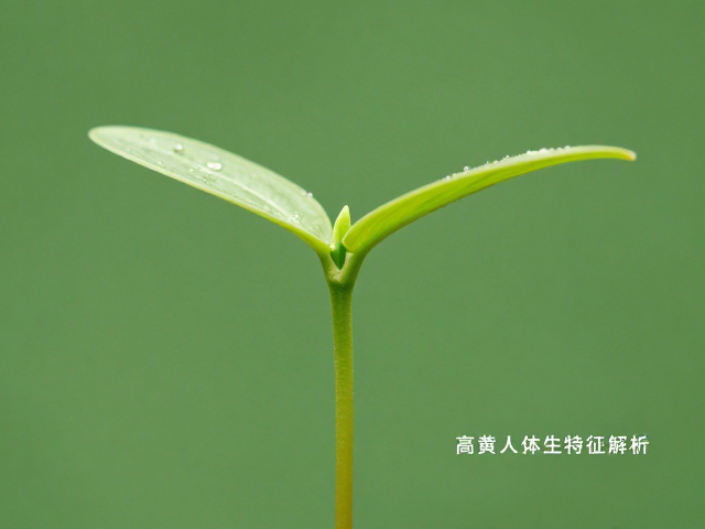 高黄个体特征解析,幼苗鉴别技巧与国际爬行动物学会标准