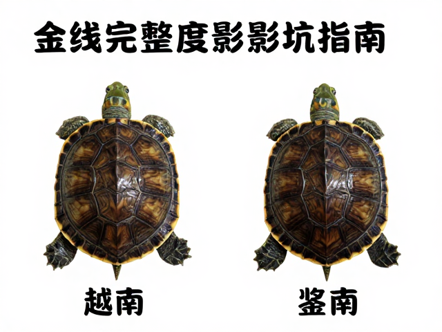 金钱龟幼苗鉴别,金线完整度影响价格,对比越南种避坑指南