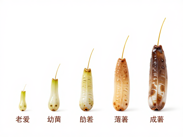 头顶金线连续吗?幼苗鉴别技巧与幼体成体色差变化全解析