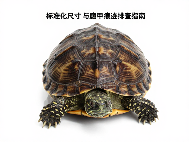 龟苗鉴别技巧,标准化尺寸测量与腐甲痕迹排查指南