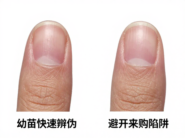 指甲磨损与唇斑鉴别,幼苗快速辨伪技巧,避开选购陷阱