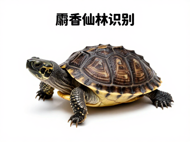 麝香龟幼体识别,幼苗鉴别技巧与标准化尺寸测量指南