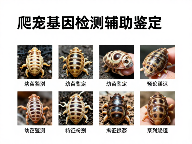 爬宠基因检测辅助鉴定,幼苗鉴别与蜕甲期特征识别全攻略