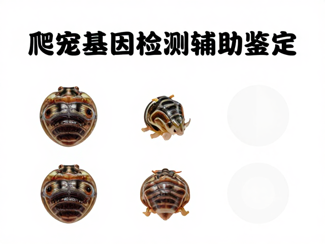 爬宠基因检测辅助鉴定,幼苗鉴别与蜕甲期特征识别全攻略