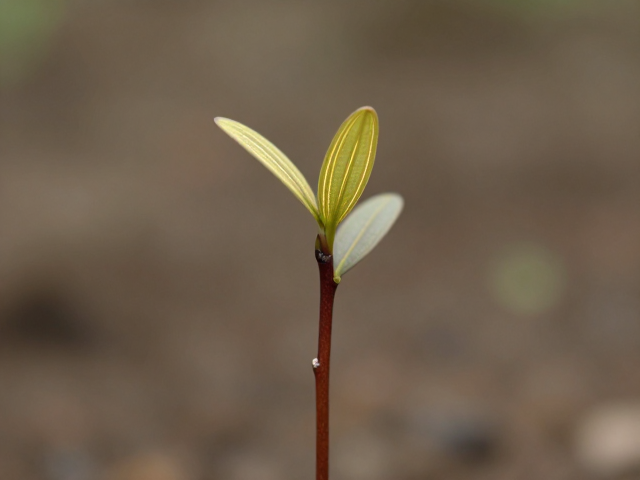 海南黄花梨老挝种特征,幼苗鉴别技巧与头部金色条纹形态解析