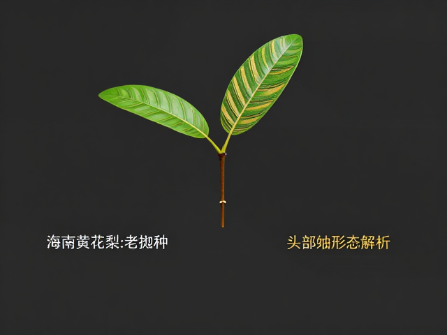 海南黄花梨老挝种特征,幼苗鉴别技巧与头部金色条纹形态解析