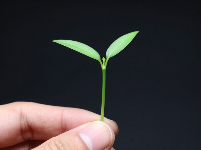 翡翠幼苗鉴别,指甲磨损与长度看老挝种特征